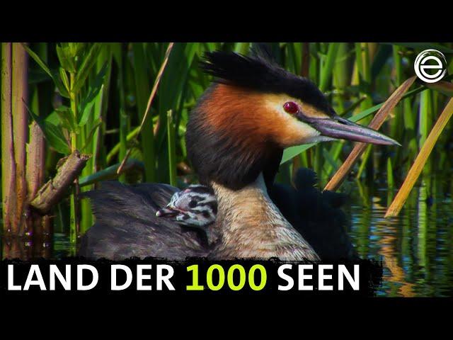 Lake Paradise Mecklenburg – Among Ospreys and Wisents | Erlebnis Erde