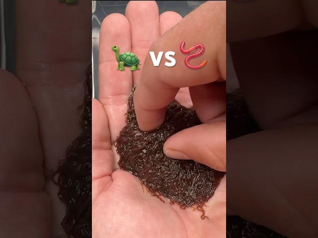 Turtle VS Worms🪱
