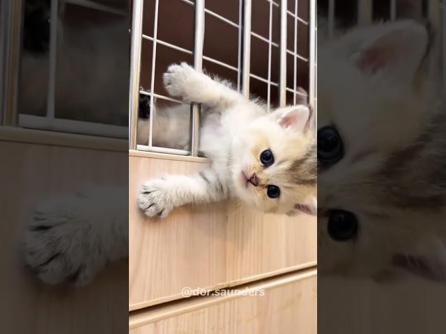 #CutePet#animals