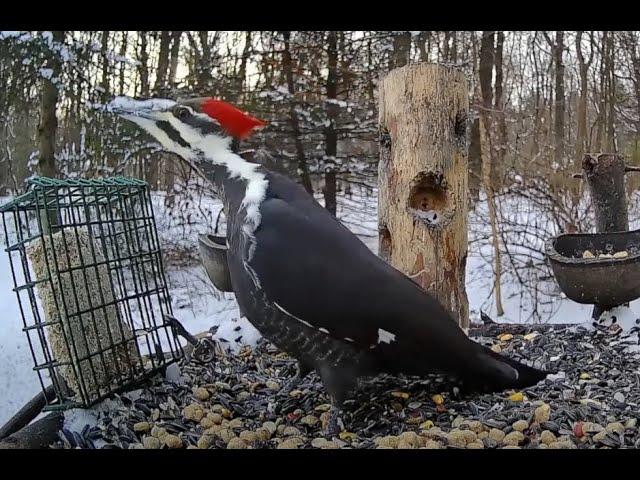 The Bird Perch Live - Platform Bird Feeder in Michigan - 3/9/2025 (Part 3)