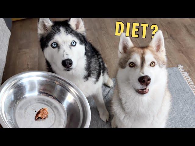 I Put My Dogs And Cats On a Diet! Husky Demands Food