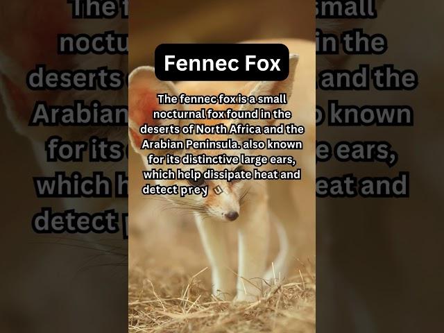 FACTS to KNOW about FENNEC FOX: Nature Unleashed!!! #shorts #facts