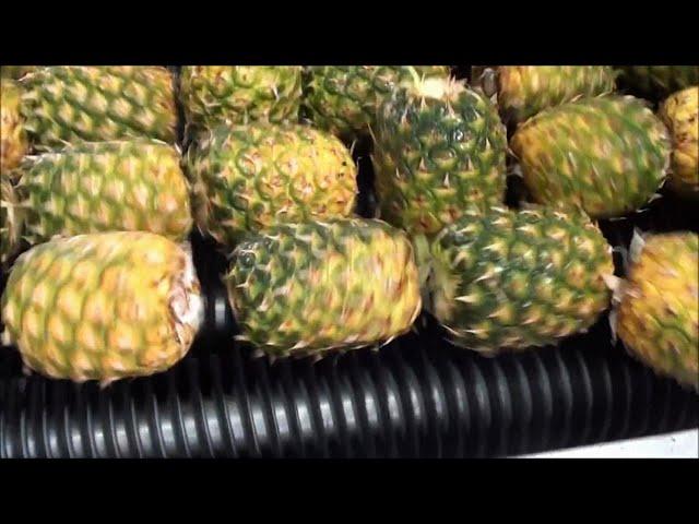 How Pineapple juice is made in factories 