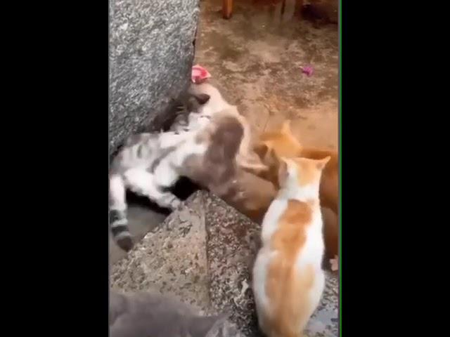 VIRAL PAGI-PAGI KUCING TAWURAN