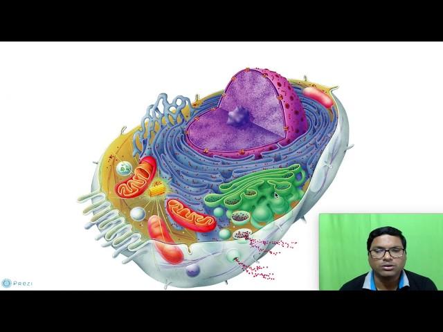 Eukaryotic Cell:  Introduction