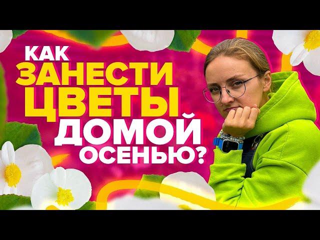 НЕ НАВРЕДИТЕ ЦВЕТАМИ С УЛИЦЫ КОМНАТНЫМ РАСТЕНИЯМ! Как занести цветы домой осенью