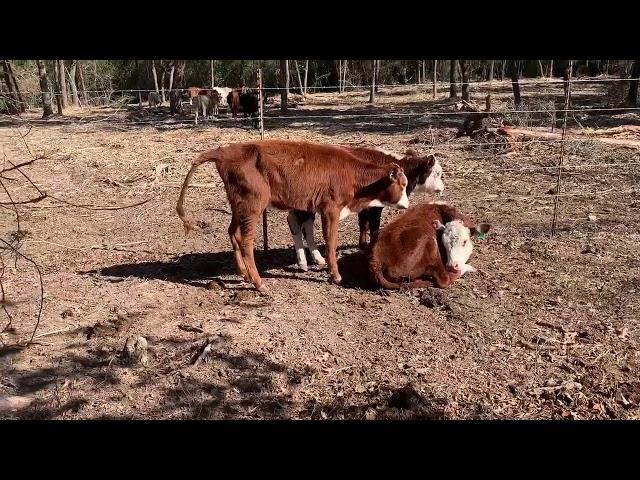 Penny Update, Day 1 Draxxin Given To 3 Calves