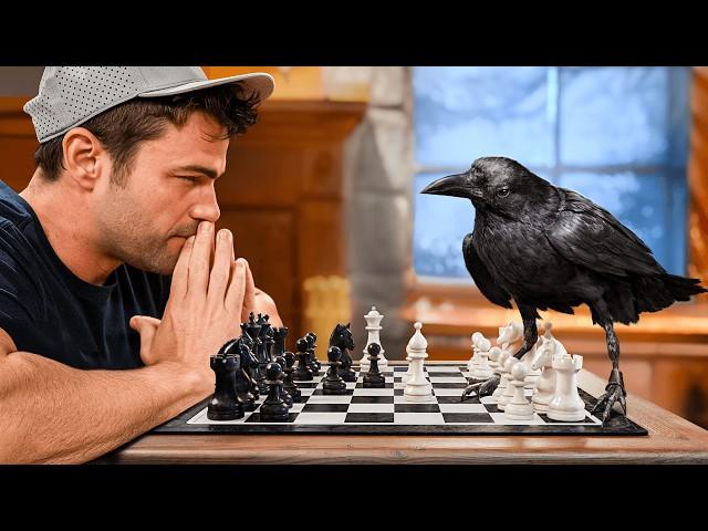 Testing The World's Smartest Crow