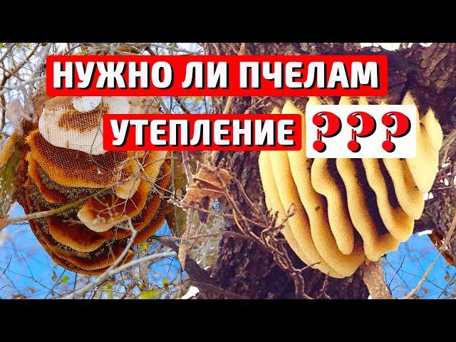 Вентиляция и утепление пчелиной семьи Сырость в улье Зимовка пчел