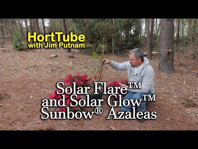 Planting Solar Flare and Solar Glow Azaleas - Native Azaleas