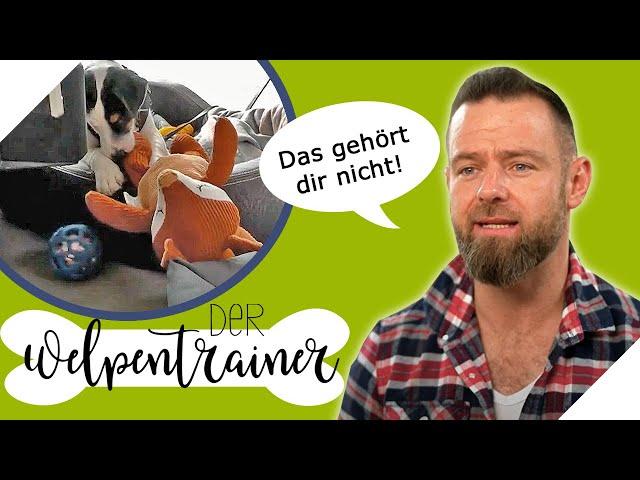 Das gehört dir nicht! So bringt man dem Hund Akzeptanz bei | Der Welpentrainer | sixx