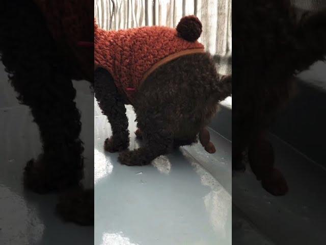 1. 2.3.4 POOP! #shorts #short #satisfying #trending #viral #poop #sakurabelle