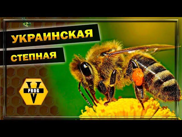 УКРАИНСКАЯ СТЕПНАЯ пчела. Или как называли: Херсонская пчела. Какую пчелу выбрать на пасеку?