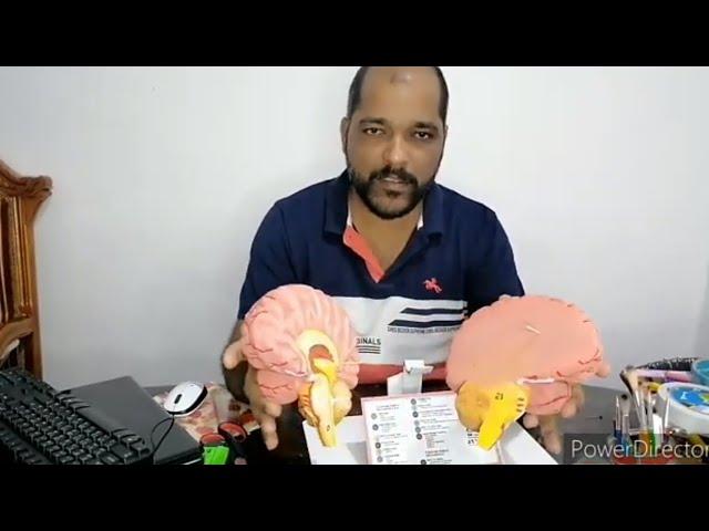 Brain model for school students project work's used waste termocol ..#humanbrain #termocolmodel