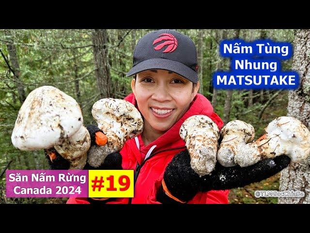 Săn Nấm Rừng Canada 2024: Phần 19 - Nấm Tùng Nhung | Matsutake | Pine Mushrooms | 마츠타케 | マツタケ |  松茸