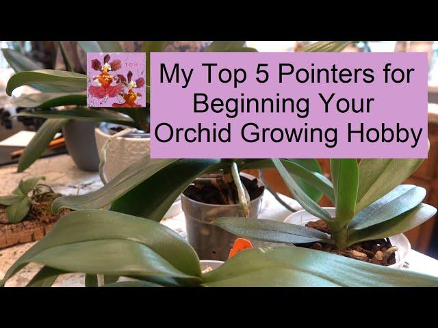 Top 5 Pointers for New Orchid Growers | My Top Tips When Starting Your Orchid Growing Hobby