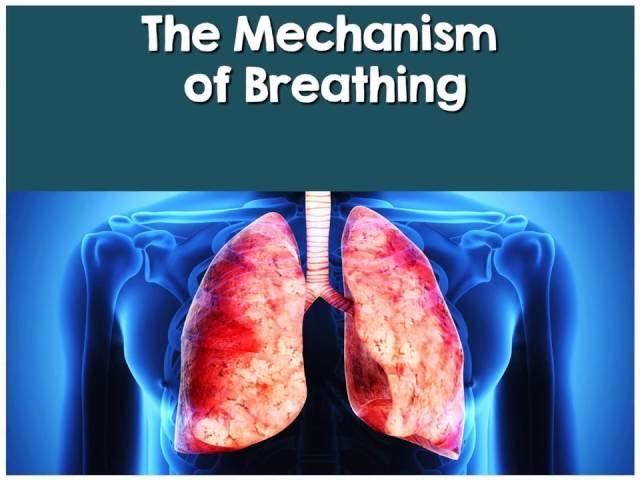 Respiratory System Lesson #3 PowerPoint (by Tangstar Science)