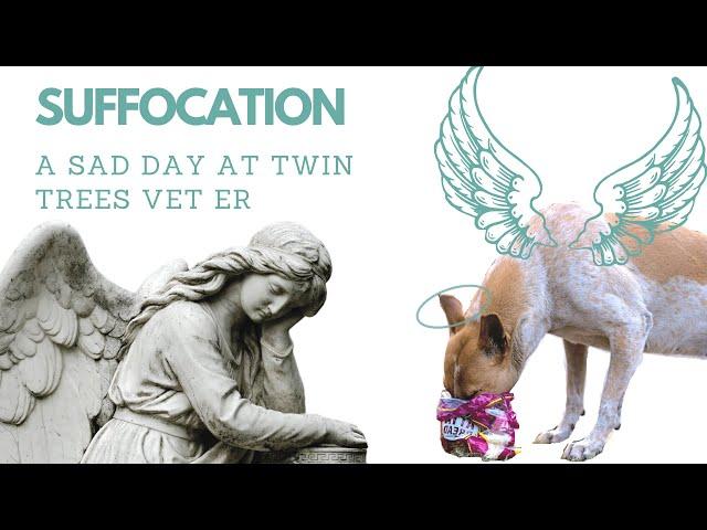 Dog Suffocation- A Sad Day At Twin Trees Vet︱Cute Patients from Twin Trees Vet ER