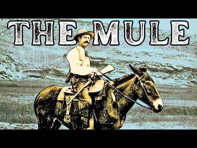 What Is A Mule? [Their Surprising History and Origins]