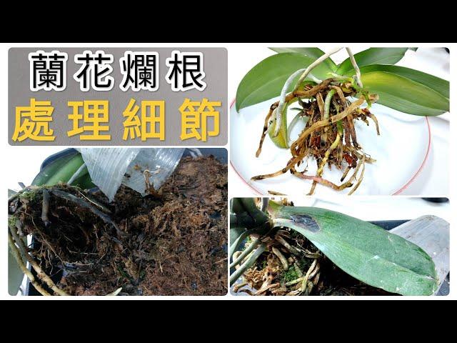 蝴蝶蘭爛根處理細節與成果分享，蘭花爛根不可怕，關鍵是要用對方法6/3/2023