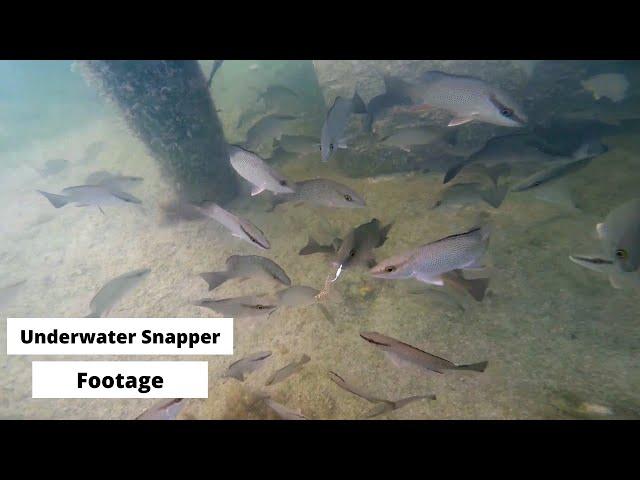 Mangrove Snapper Underwater Footage at Our Fishing Honey Hole!