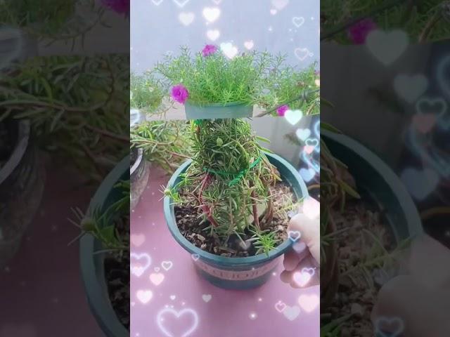 Technique decoration planting portulaca flower so beautiful #shortvideo #flowers #gardening #nature