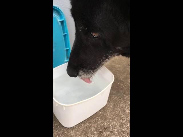 Dog drinking water slow motion