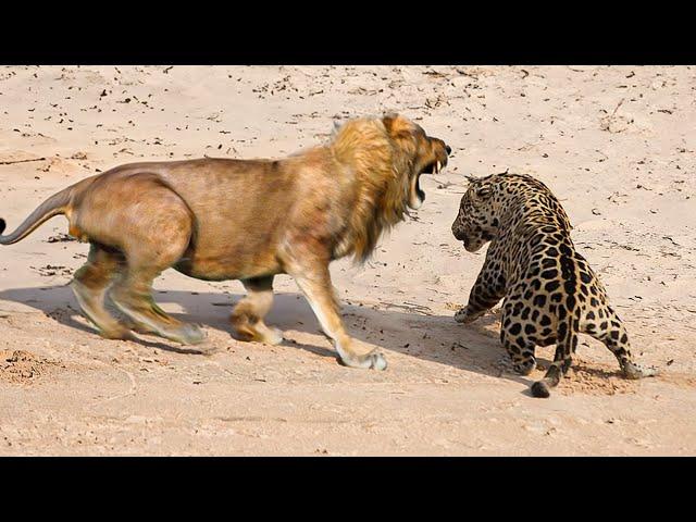 Jaguar VS Lion