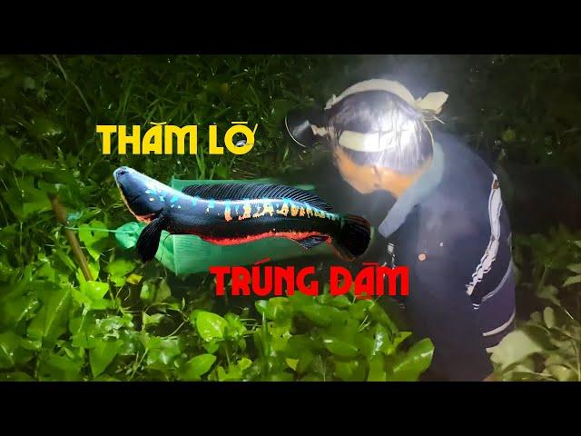 Thăm Lờ Ban Đêm Trúng Đậm Với Đủ Tất Cả Các Loại Cá Đồng - Nhìa Mà Mê