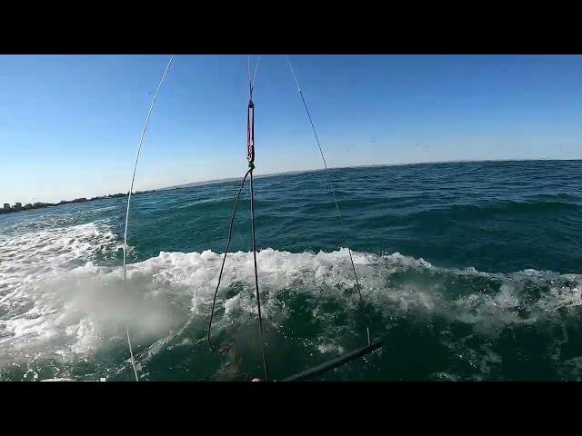 Frontstall and Flying
