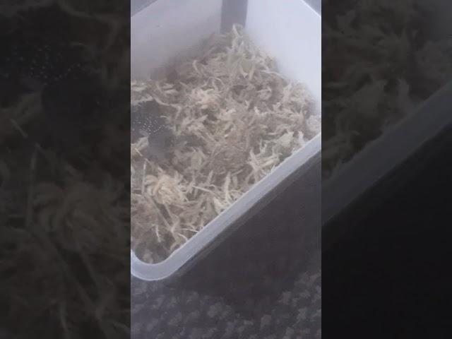 I got my knob tailed gecko 