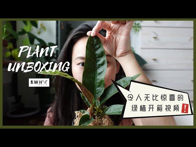 惊喜的北美网购绿植开箱｜Plant Unboxing from Bros With Hoes