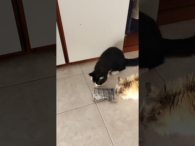 #манчкин #munchkin #gattobassotto #munchkingatto #allevamentomunchkin #munchkinitalia #cat #gatto