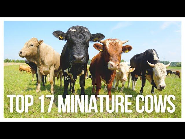 Top 17 Miniature Cow Breeds: Exploring the World of Miniature Cattle Breeds