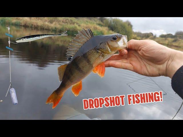 Dropshot fishing for big river perch (So many fish!)