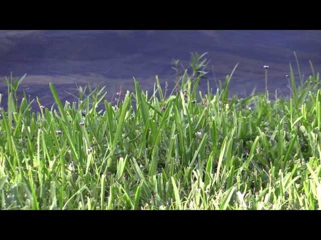 Canon Vixia HF G30 - Early Morning Quality and Zoom Test