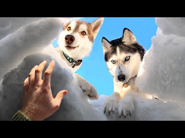 Huskies Rescued Me From Under a Snow Blockage! Funny Dogs