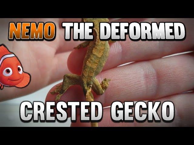 Meet The Nemo The Baby Deformed Crested Gecko