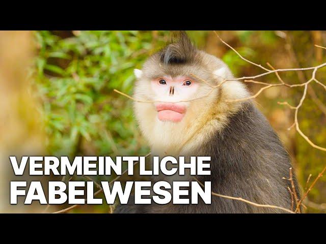 Vermeintliche Fabelwesen in Yunnan | Unberührte Natur