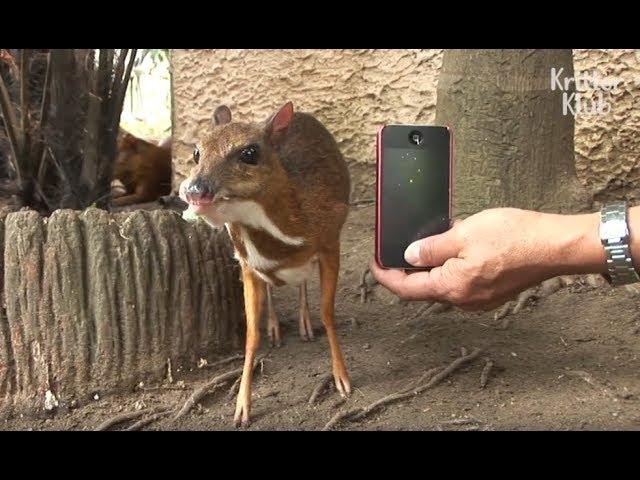 You Won't Believe How Tiny These Deer Are! | Kritter Klub