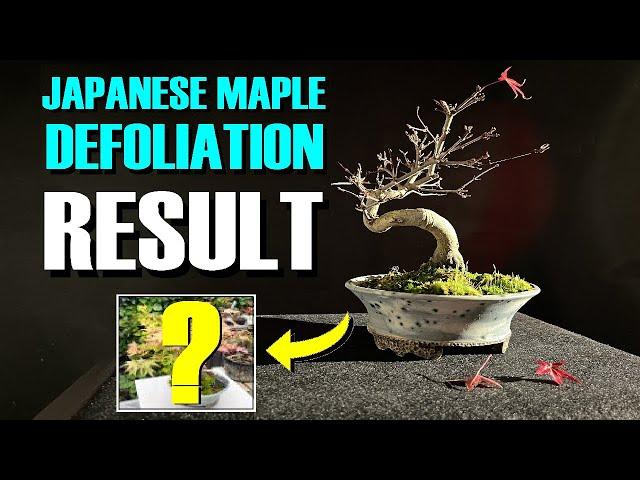 Deshojo Japanese Maple Defoliation - The Dramatic Results