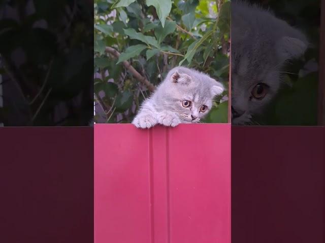 #cute #scotish #cat  #scotishcat  #funny #animals #кіт #cuteanimals