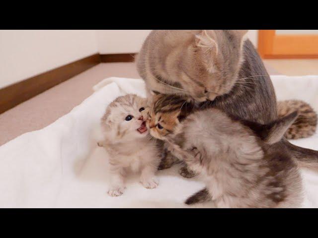 The little fight between the kittens who learned to “bite” was so cute!