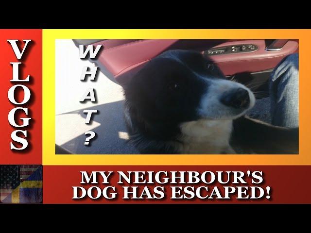 TDG Vlogs - My Neighbours' Dog Has Escaped!!!