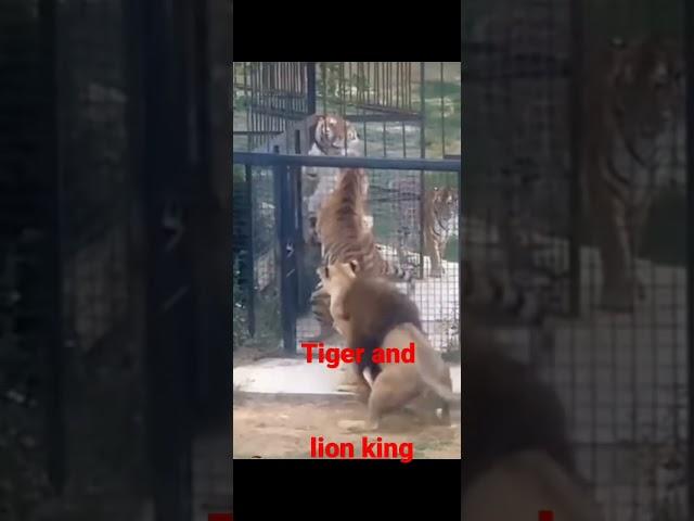 #tiger #vs #lion #shortvideo  #viral