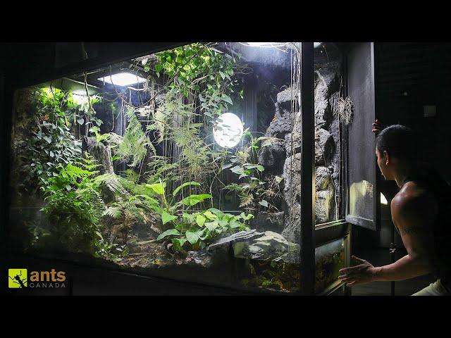 Unraveling the Rainforest Vivarium: A New Era Begins