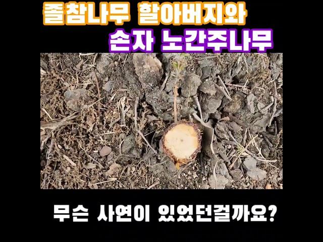 졸참나무 할아버지와 손자 노간주나무에게 무슨 사연이 있었던걸까요? - 부산시민공원 20230615
