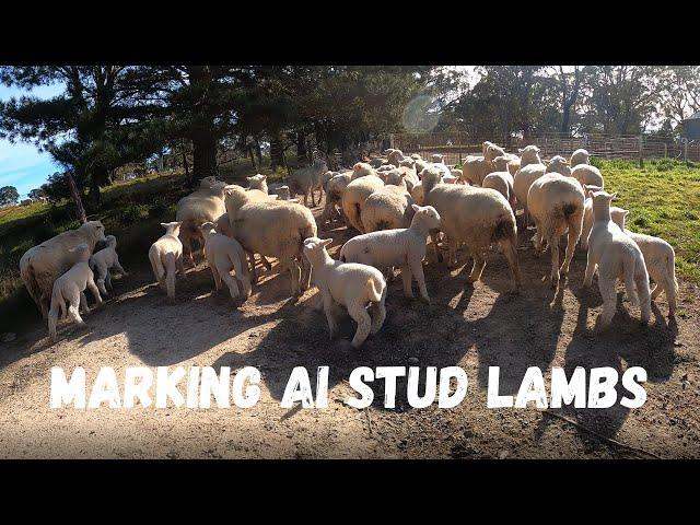 Marking The AI Lambs | Start of marking 2022 | Australian Sheep Farming