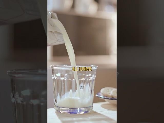 Dairy On The Carnivore Diet
