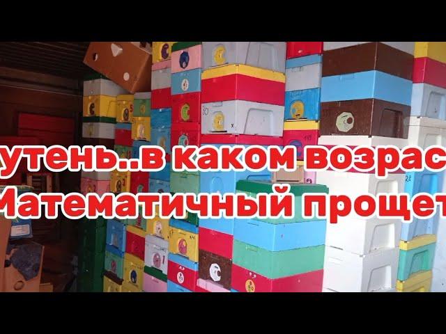 225. Трутень на каком этапе.Раширяем семьи.